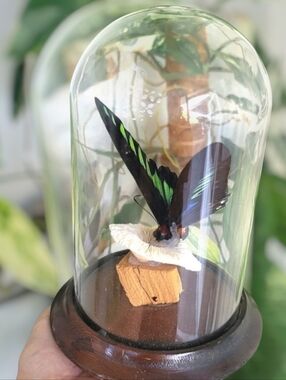 Vintage Butterfly Taxidermy Glass Dome